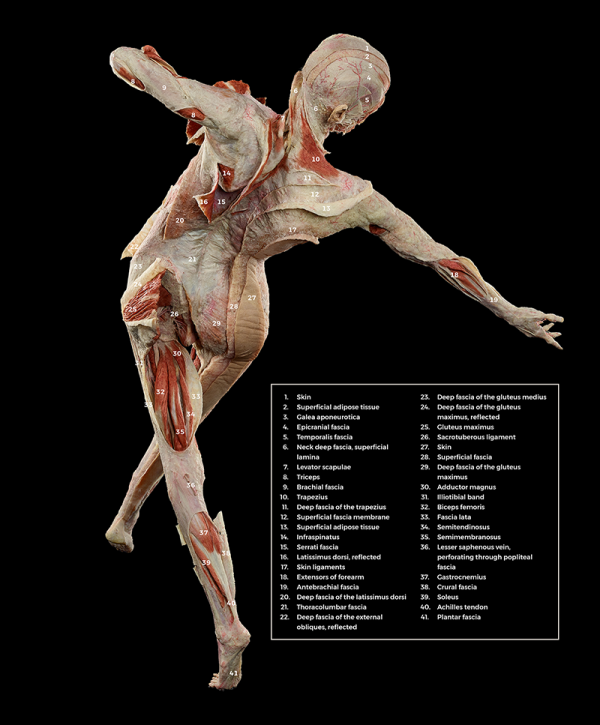 full-body view of FREIA plastinate model dancing, with the back, glutes, soleus, thoracolumbar fascia, and more visible and labeled.