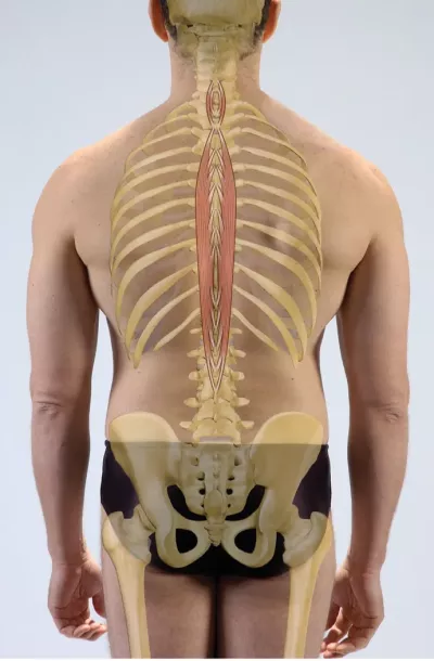 the spinalis muscle running the lunch of the spine from lower thoracic to upper lumbar vertebrae.on a male figure.