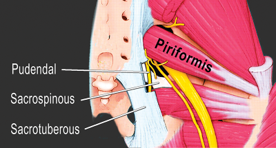 The pudendal nerve, the sacrotuberous ligament, and sacrospinous ligaments and the piriformis muscle.