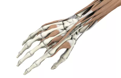 Anatomical display of tendons, muscles, and bones of a hand. 