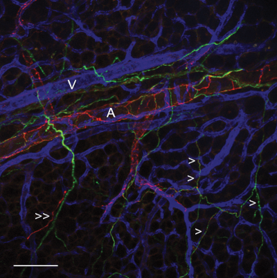 a web of sympathetic neurons (green) surrounding arterioles (red).