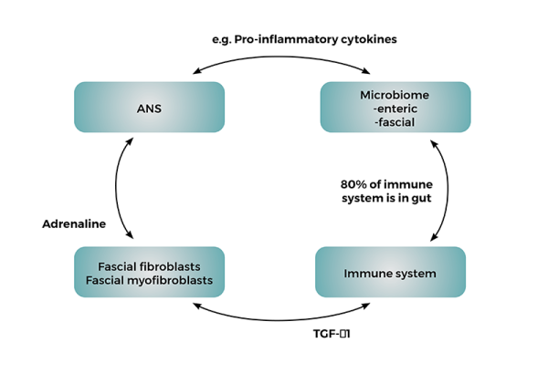 Diagram showing pro-inflammatory cytokines cycle.