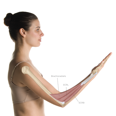 extensor carpi radialis longus (ECRL) and extensor carpi radialis brevis (ECRB) muscles that cross the wrist and elbow joints.