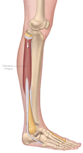 anatomical diagram of a lateral view of a leg, highlighting the fibularis longus.