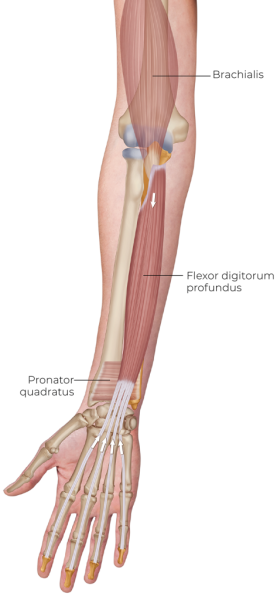 anatomical illustration of the flexor digitorum profundus.