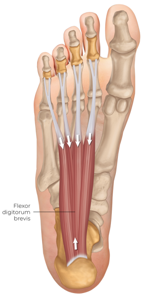 Anatomical display of the flexor digitorum brevis.