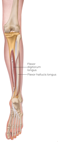 Anatomical illustration of the flexor digitorum longus in the leg.