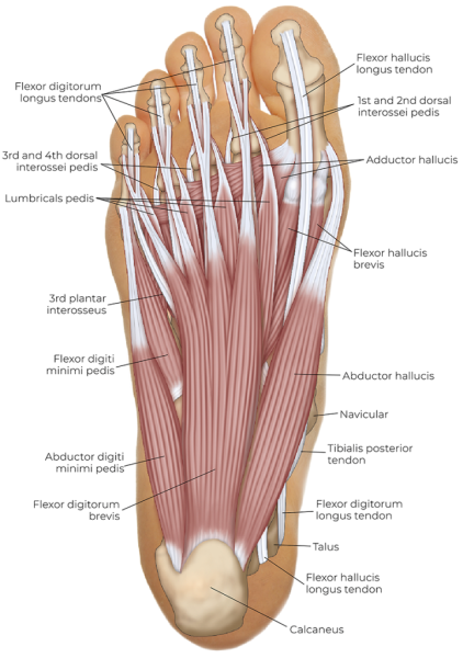 anatomical illustration of the foot muscles.