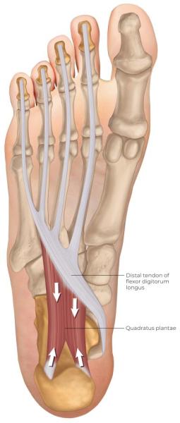 Illustration of the foot, highlighting the quadratus plantae.