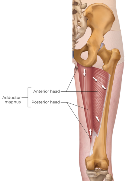 the adductor magnus and its anterior and posterior heads.