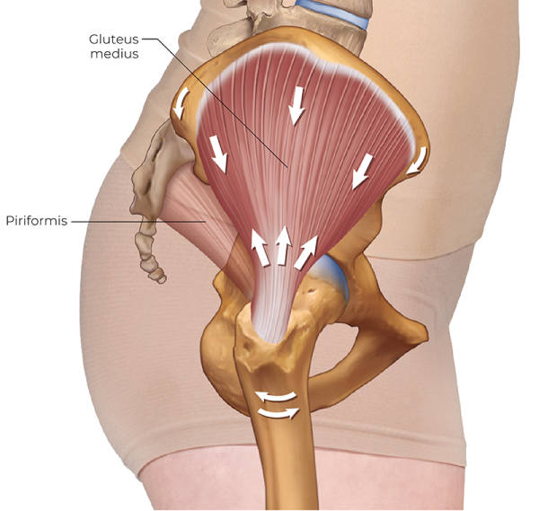 gluteus medius on the anterior side of the pelvis.