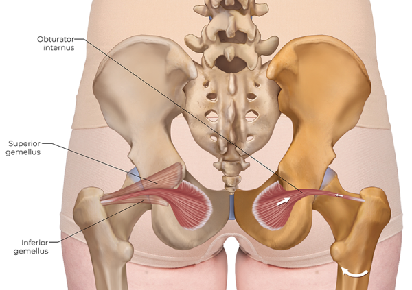 the obturator internus within the deep lateral rotator group, near the hip joint.