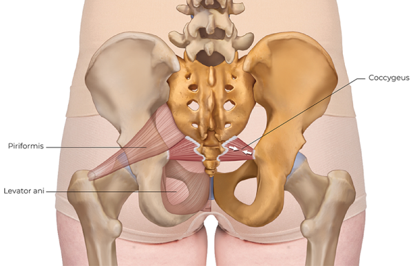 the coccygeus muscle and its location in the pelvic floor.