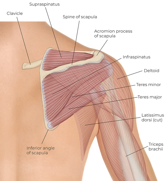 the teres major shoulder muscle, deltoid, clavicle and other muscles in the scapula region.