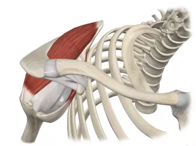 Diagram of the musculotendinous junction in the shoulder.