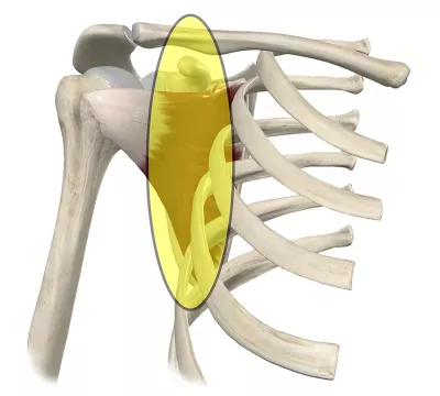 Diagram highlighting an area of the subscapularis inaccessible to palpation.