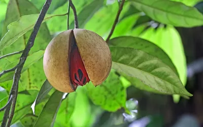 a nutmeg seed on a plant. 