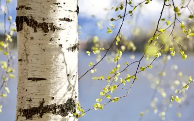 a sweet birch tree