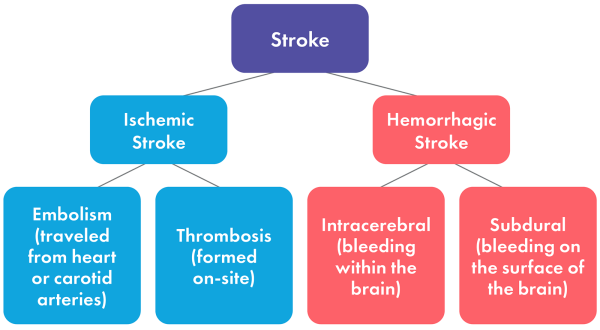 Chart displaying different types of strokes and subsets for those strokes.