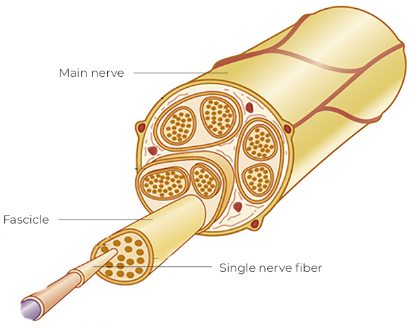 Illustration of a basic nerve structure.