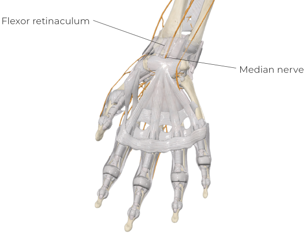 Image of the median nerve at the carpal tunnel. 