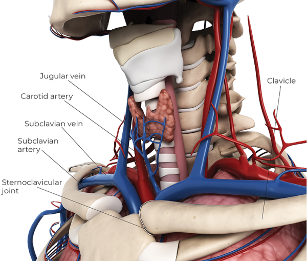 Illustration displaying veins and articles around and under the sternoclavicular joint.
