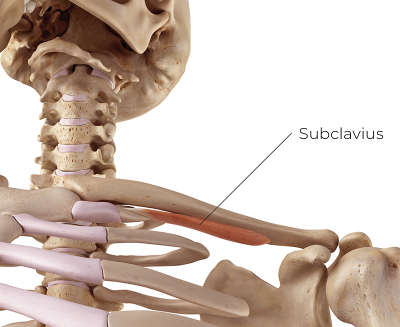 Skeletal display highlighting the subclavius muscle.