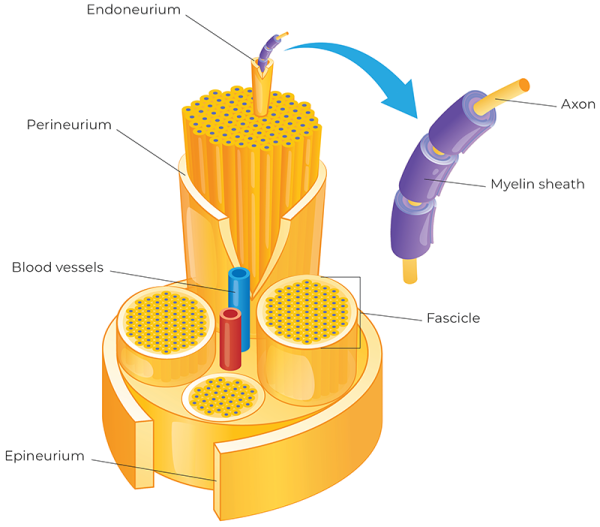 Illustration depicting the internal organization of a nerve. 