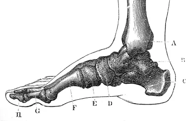 Sketch of the bones inside a foot with letters pointing out specific bones.