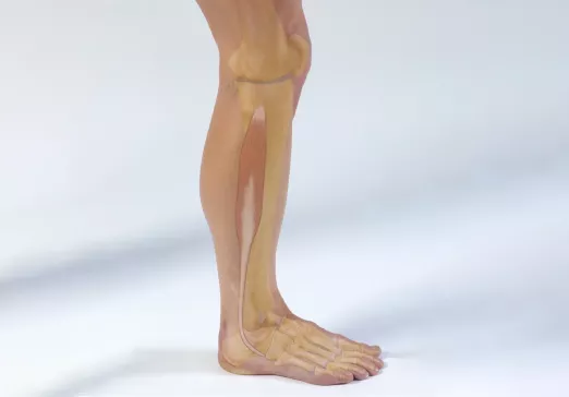 Anatomy image of fibularis longus 